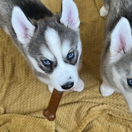 Siberian Huskies from Maryland River