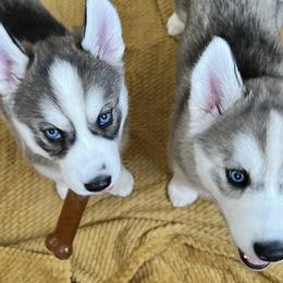 Siberian Huskies from Maryland River