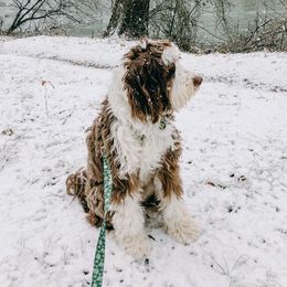 Clover - Aussiedoodle