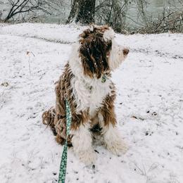Clover - Aussiedoodle