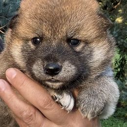 Red boy 2 - Red male Shiba Inu puppy in Winthrop, Minnesota from Kayobi Shibas