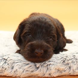 Sahara - Chocolate female Australian Cobberdog puppy in Bellingham, Minnesota from Whispering Prairie Australian Cobberdog