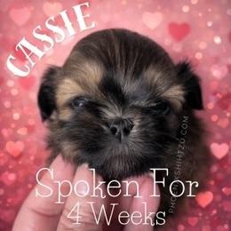 Cassie - Gold female Shih Tzu puppy in Hayden, Idaho from Phoenix Shih Tzu