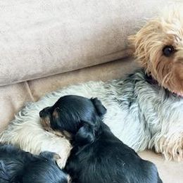 Yorkshire Terriers from Sun City Yorkies