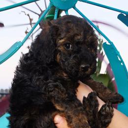 Anna - Sable female Cockapoo puppy in Indiahoma, Oklahoma from Phamily Doodles