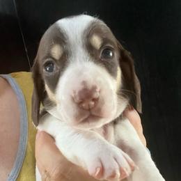 Lindt - Piebald female Dachshund puppy in Bigfork, Minnesota from Dachshunds Up North