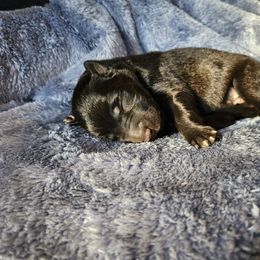 White - Black female Belgian Sheepdog puppy in Virginia Beach, Virginia from Sea Major Belgians