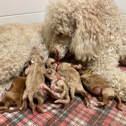 Labradoodle and Poodle Puppies from Skylark Legacy Farm Poodles & Doodles