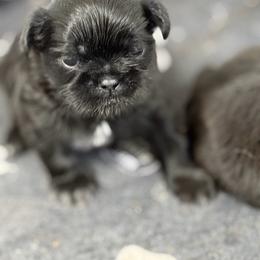 Bandit - Black and white male Shih Tzu puppy in Reddell, Louisiana from TINYSHIHTZUFURU