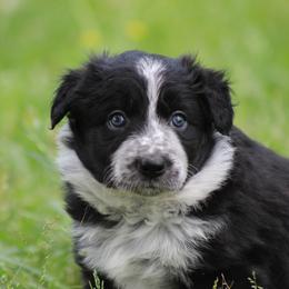 Black girl - Black female Border Collie puppy in Tylertown, Mississippi from Cool Meadow Farms