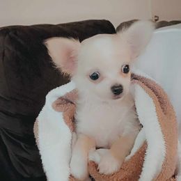 Boy 2 - Cream and white Chihuahua puppy in Springfield, Missouri from Casadelopez Tails