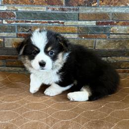 Boy 1 - Black and tan male Pembroke Welsh Corgi puppy in Visalia, California from VIP Stables