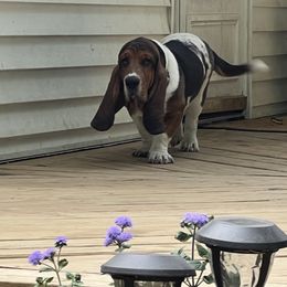 Basset Hound Puppies from Pleasant Bay Basset Hounds