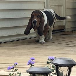 Basset Hound Puppies from Pleasant Bay Basset Hounds