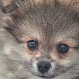 Gracie - Cream sable female Pomeranian puppy in El Centro, California from BabyBooPoms