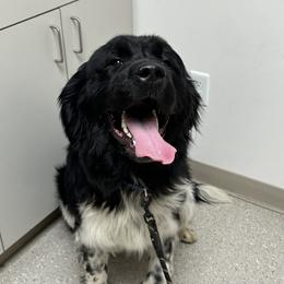 Narcissa Sissa - White and black female Newfoundland puppy in Tully, New York from Bear Paw Newfoundlands