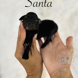Santa - Black phantom male Aussiedoodle puppy in Corydon, Indiana from Ridgeline Doodles