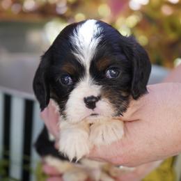 Oliver - Tri-color male Cavalier King Charles Spaniel puppy in Lula, Georgia from Cavaliers by Crumley
