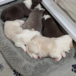 Border Collie puppies from Double4farms