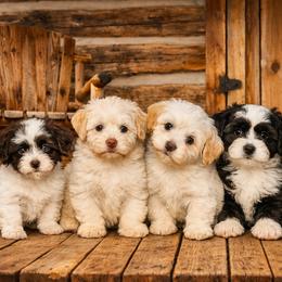 Havanese puppies from Colhaven Havanese