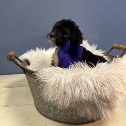 Magnolia - Tri-color female Bernedoodle puppy in Waco, Texas from Doodles of Your Dreams (formerly Texana Doodles)