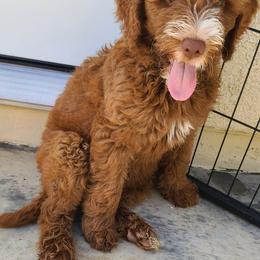 Goldendoodle and Sheepadoodle Puppies from IE Family Doodles