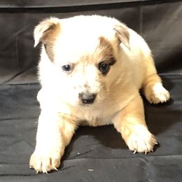L61-05 - Red speckled female Australian Cattle Dog puppy in Sheridan, Oregon from 6pk Cattledogs