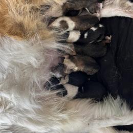 Collie Puppies from Jolly Collies