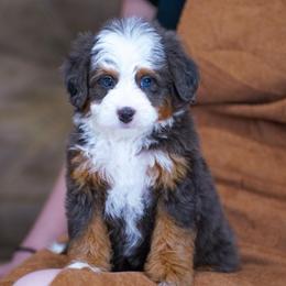 Angel - Merle female Bernedoodle puppy in Dundee, Ohio from Down Home Doodle