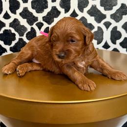 Leia - Red  female Goldendoodle puppy in American Fork, Utah from Kym’s Micro Mini Goldendoodles