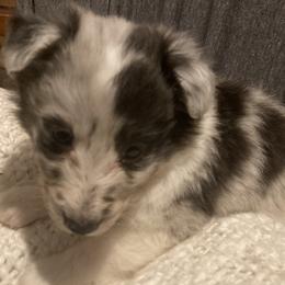 Citrus - Blue merle and white male Shetland Sheepdog puppy in Commiskey, Indiana from Windy Haven Farm