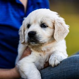 Golden Retriever Puppies from Coconut Cream Goldens