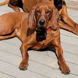 Zoey - Redbone Coonhound