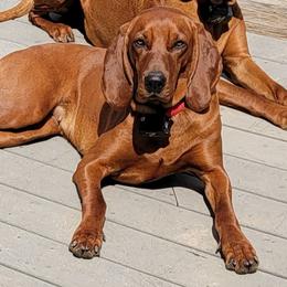 Zoey - Redbone Coonhound