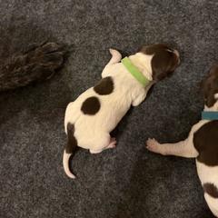 Moose - Liver roan male German Shorthaired Pointer puppy in San Tan Valley, Arizona from Upland Valley Kennels