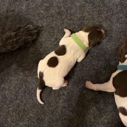 Moose - Liver roan male German Shorthaired Pointer puppy in San Tan Valley, Arizona from Upland Valley Kennels