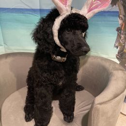 Poodle Puppies from Abbott Standard Poodles