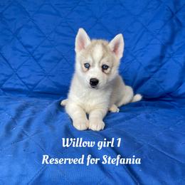 Willow girl 1 - Gray and white female Siberian Husky puppy in Ocala, Florida from Florida Husky Puppies