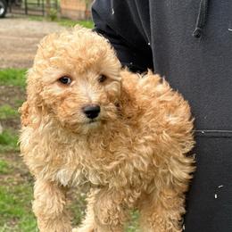 Bree - Apricot female Cavapoo puppy in Bozrah, Connecticut from Cedar Creek Farm