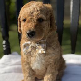 Navy - Red  male Goldendoodle puppy in Bethany, Oklahoma from Daisy Mae Doodles