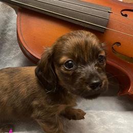 Dachshunds from Smith's Dachshunds