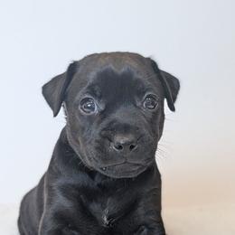 Cherry Bomb - female Patterdale Terrier puppy in Yucaipa, California from Moormont Kennels