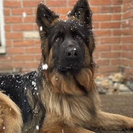 German Shepherds from Home Base Shepherd