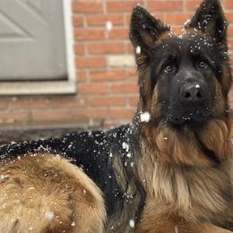 German Shepherds from Home Base Shepherd