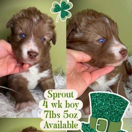 Sprout - Red and white male Siberian Husky puppy in Florence, Kentucky from Moonlight Howl Huskies