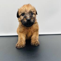 Green - Wheaten male Soft Coated Wheaten Terrier puppy in The Colony, Texas from Wonderful Wheatens