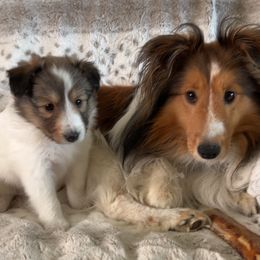 Katie - Sable and white female Shetland Sheepdog puppy in Pine Island, Minnesota from Tricia's Sheltie Puppies