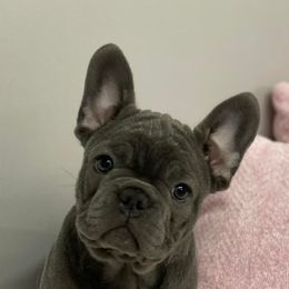 French Bulldogs from Crystals Bulldog Bungalow