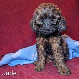 Jade - Brown and tan female Cockapoo puppy in Sunset, Louisiana from Cano Cockapoos
