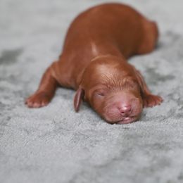 Finnick - Red  male Goldendoodle puppy in Macclenny, Florida from Baker County Goldendoodles